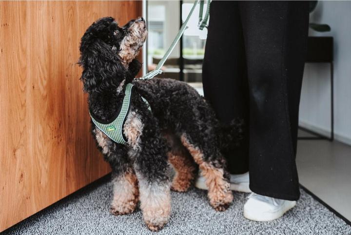 Image du produit Hunter Harnais pour chien Hilo Comfort. S, vert - (401673969799) (S, Chien, Sport canin)