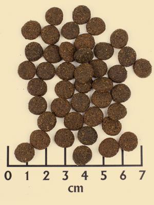 Produktbild Wildcat Adult Bhadra (Adult, 1 Stk., 3000 g)