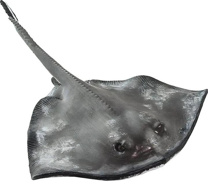 Actual product image Safari Stingray