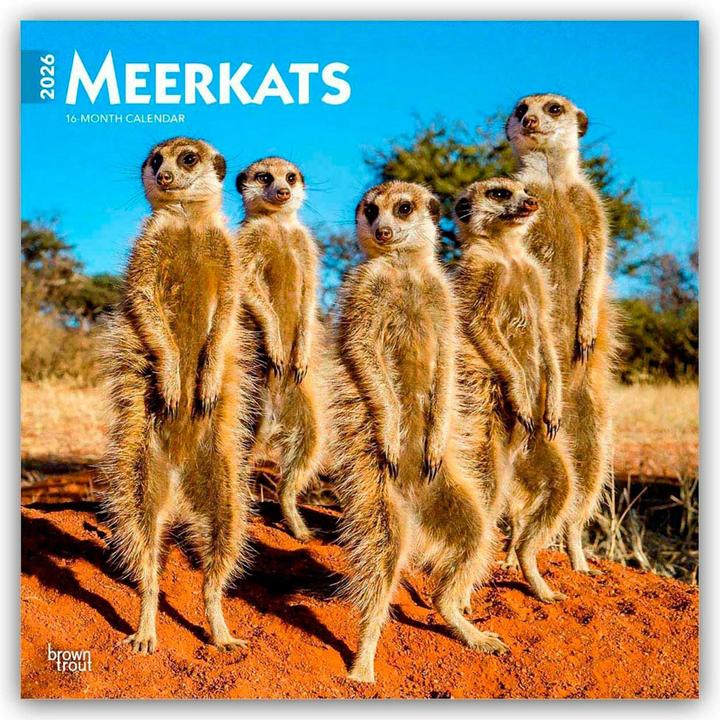 Produktbild Meerkats - Erdmännchen 2026 - 16-Monatskalender
