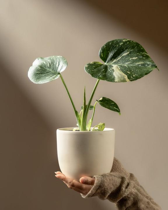 Produktbild feey Monstera 'Thai Constellation' (30 cm)