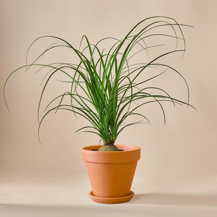 Produktbild Mary and Plants Ponytail Palm (50 cm)