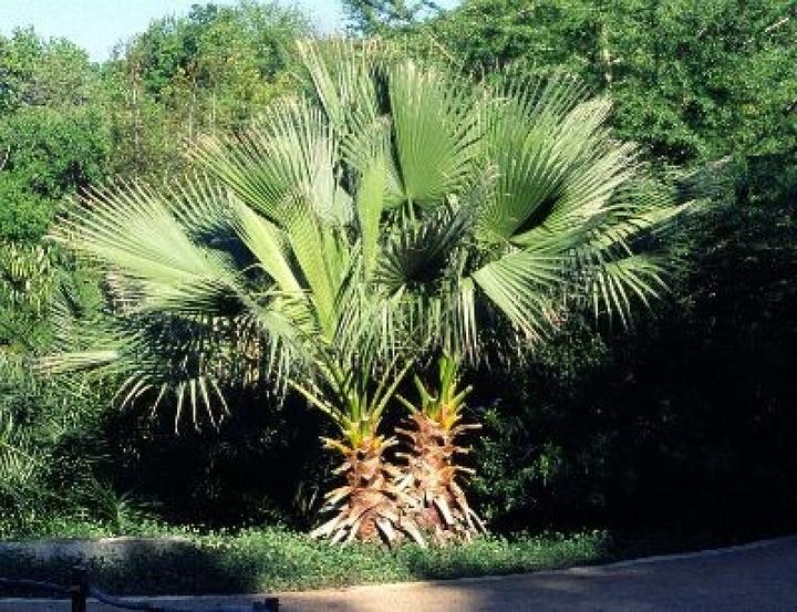 Produktbild Tropica Washingtonia Palme (Pflanzensamen)