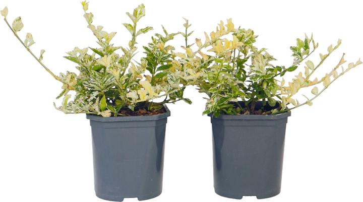 Produktbild Plant in a Box Euonymus Harlequin - 4er Set Gartenpflanzen (20 cm)