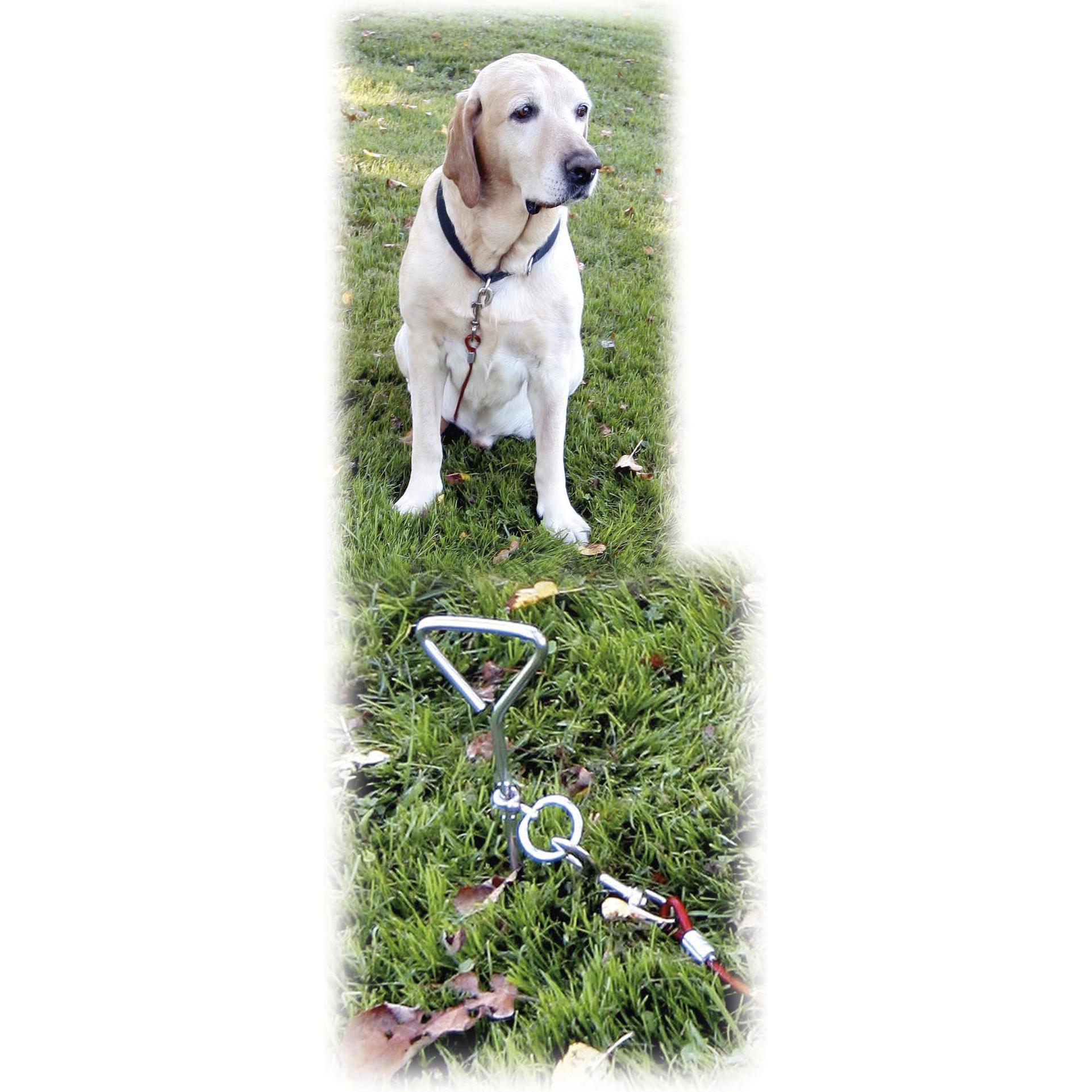 KERBL Laisse dattache avec ancrage spirale pour chien