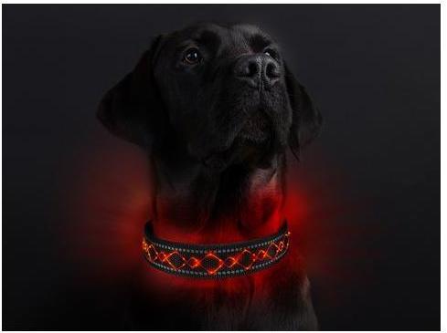 Actual product image Animal Light Luminous dog collar Beauty (S, Dog)