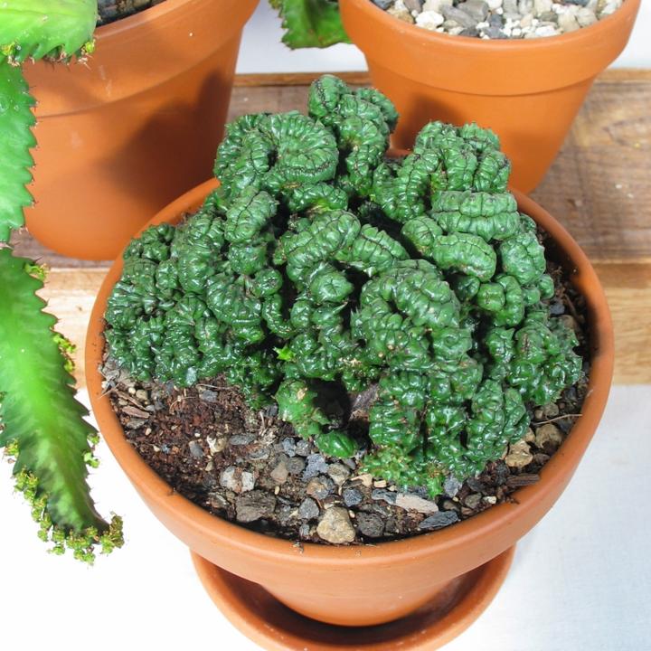 Produktbild Kakteen Gautschi Sukkulenten-Raritäten (20 cm)