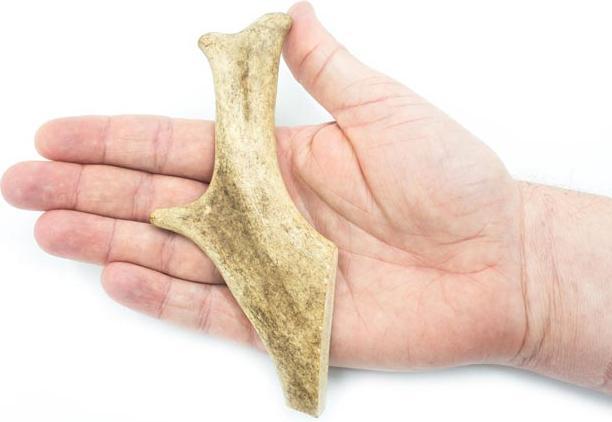 Produktbild 4Dogs Original 4DOGS - Kaugeweih vom Damhirsch (hard) - M