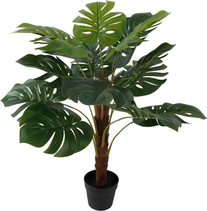 Actual product image present time Monstera (98 cm)