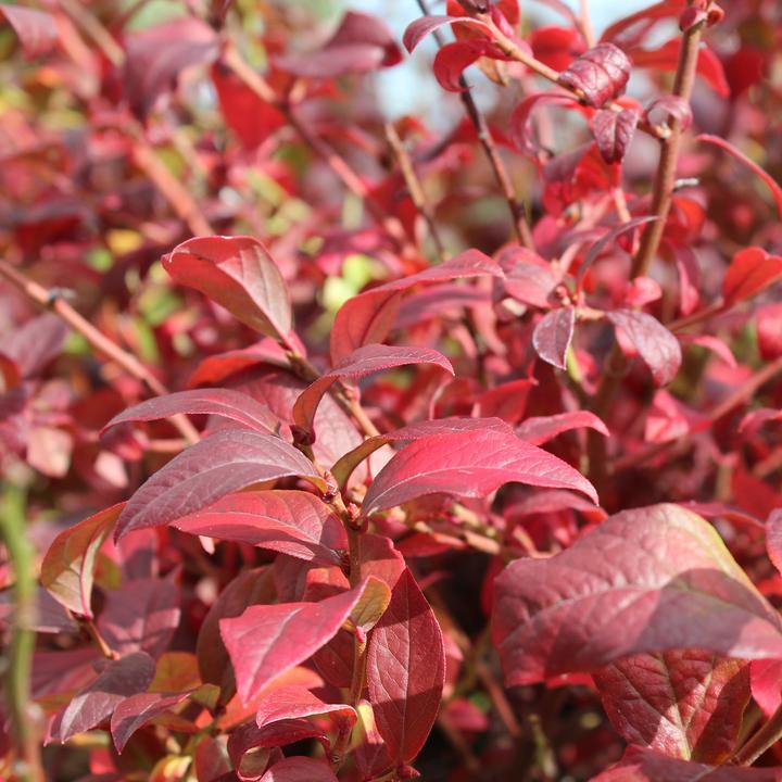Produktbild Zulauf Kultur-Heidelbeere / Vaccinium corymbosum 'Northcountry' (40 cm)