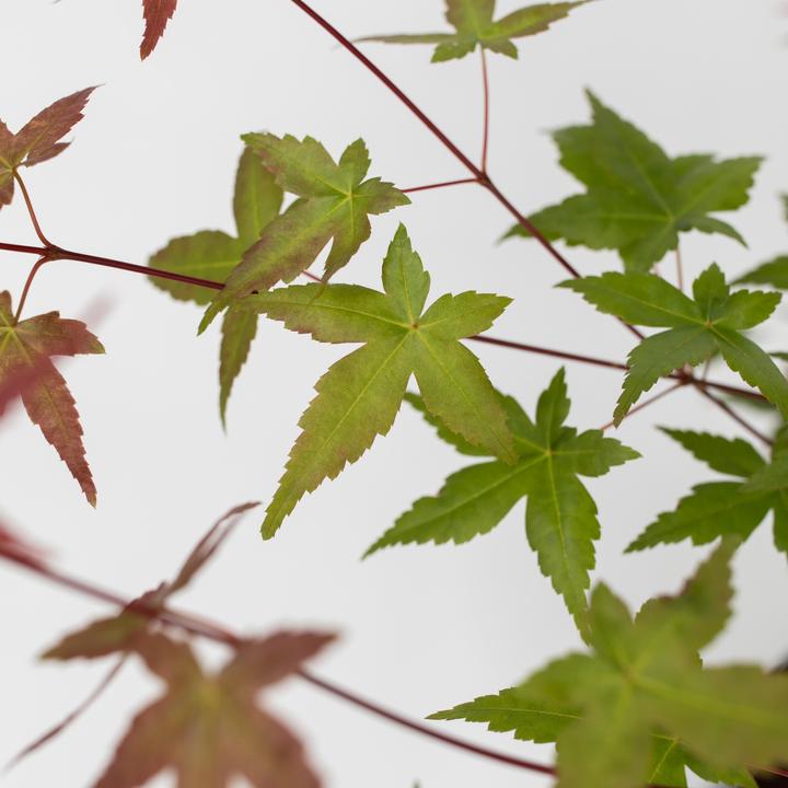 Actual product image Plant in a Box Acer palmatum 'Beni Maiko' - Maple tree (70 cm)