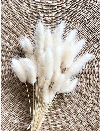 Immagine prodotto Soli Collection Fiori secchi Lagurus 50-60 cm, Bianco (Fiori secchi)