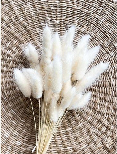 Immagine prodotto Soli Collection Fiori secchi Lagurus 50-60 cm, Bianco (Fiori secchi)