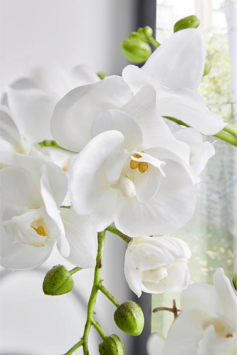 Actual product image James Wood Orchid (47 cm)
