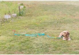 Immagine prodotto Trixie Picchetto di ancoraggio (40, Cane, Generale)