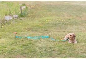 Actual product image Trixie Anchor peg (40, Dog, General)