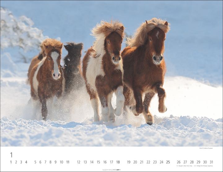 Produktbild Islandpferde Kalender 2026 (44 x 34 cm)