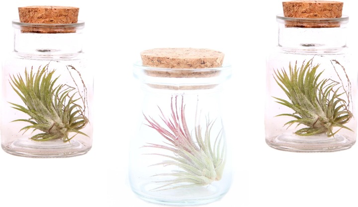 Produktbild Plant in a Box Tillandsia - 3er Mischung Tillandsien in Glasflaschen (5 cm)