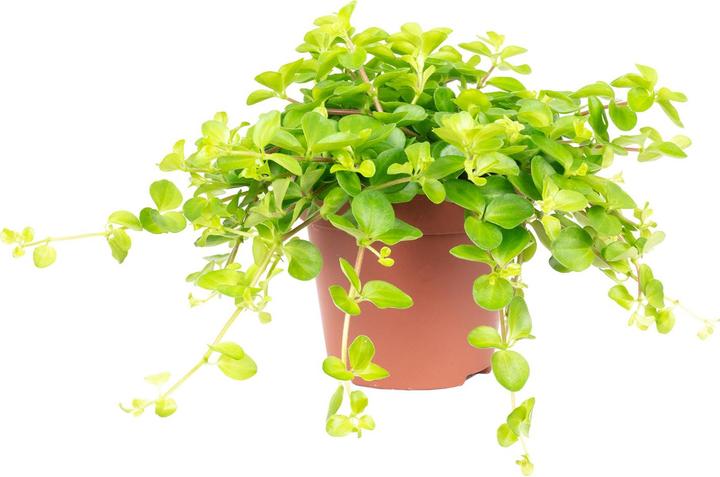 Image du produit Flowerbox Poivre nain "Smit Rondo Venetiano" - Peperomia rotundifolia (20 cm)