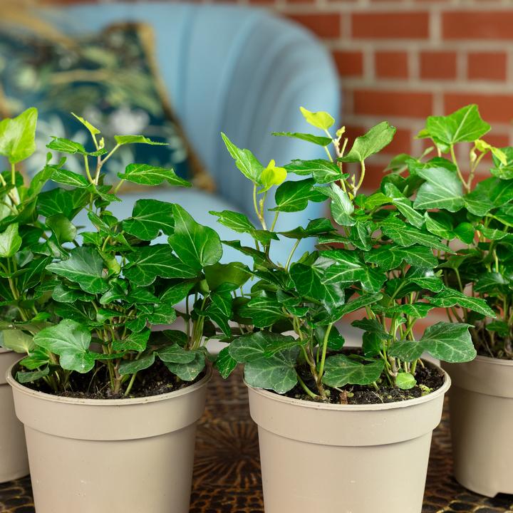 Produktbild Flowerbox 4er-Set Gemeiner Efeu - Hedera helix (15 cm)