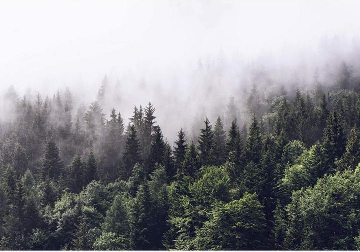 Wizard + Genius Foresta nebbiosa (366 x 254 cm)