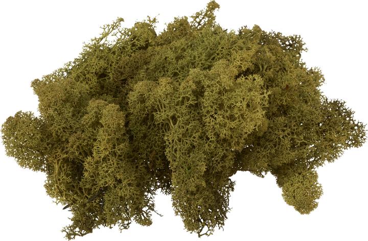 Image du produit VBS Mousse d'Islande, 100 g