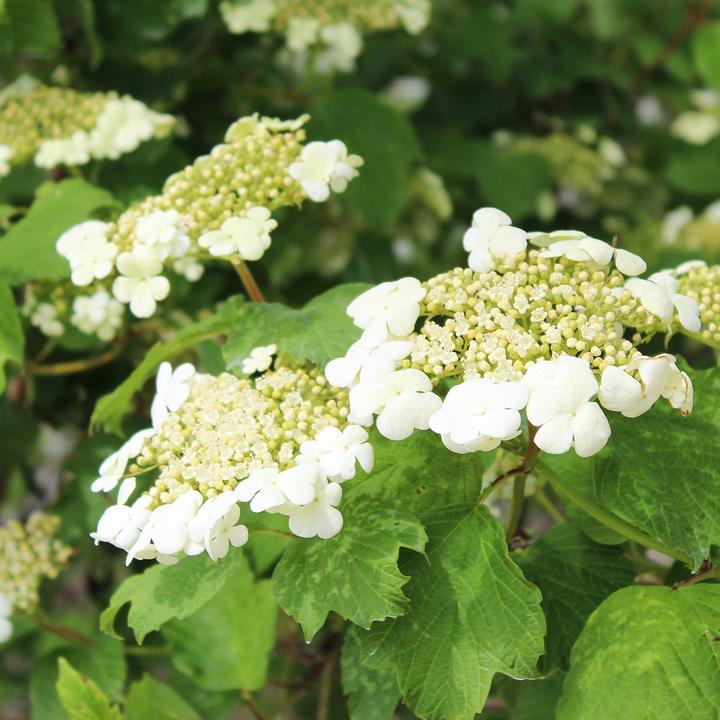 Image du produit Zulauf Gemeiner Schneeball / Viburnum opulus (100 cm)