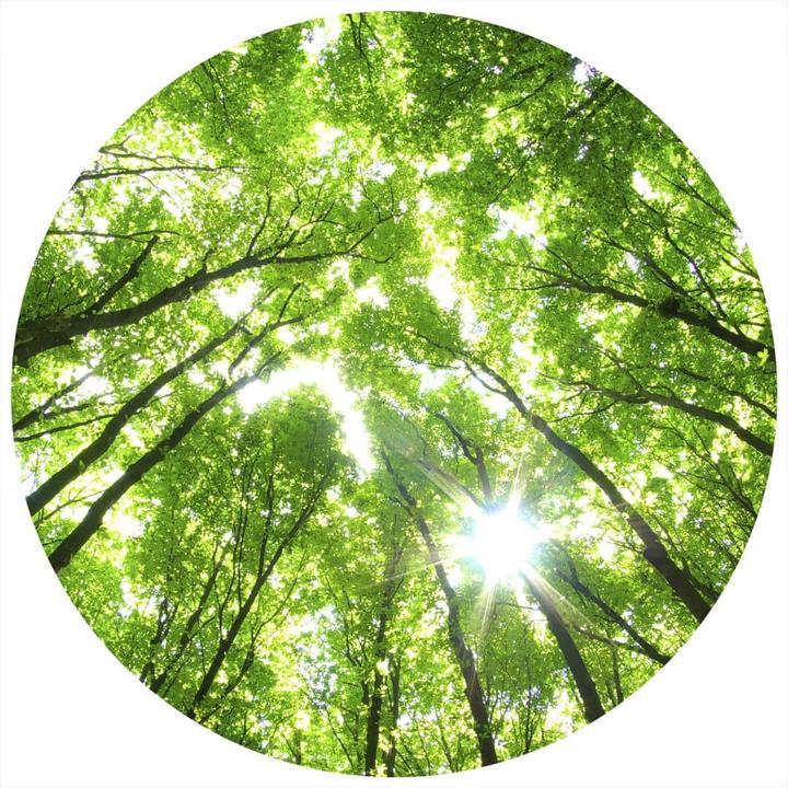Produktbild Trenddeko Baumkronen im Wald (236 cm)