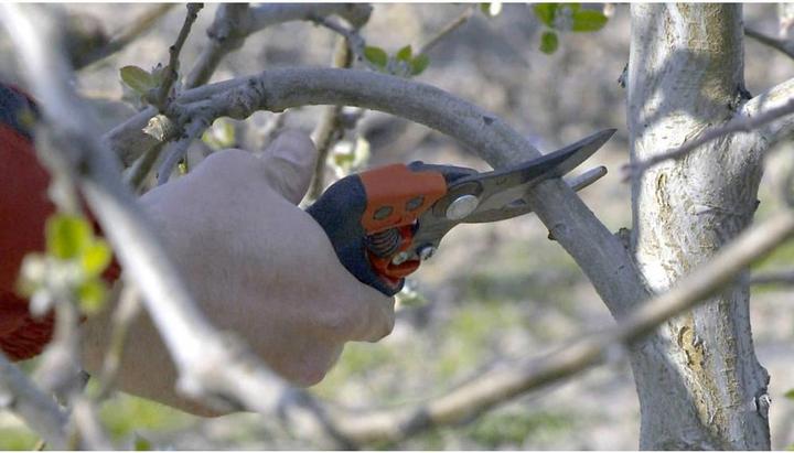 Image du produit Bahco Ciseaux Ergo-Profi, M, 20mm