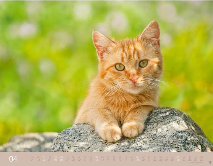 Produktbild Monika Wegler: Katzenkalender 2026 (44 x 34 cm)