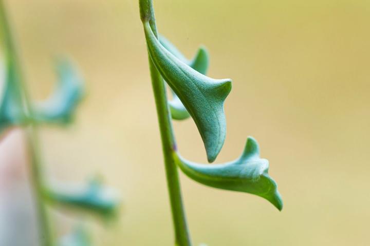 Produktbild Plant in a Box Senecio peregrinus - Delfinpflanze (10 cm)