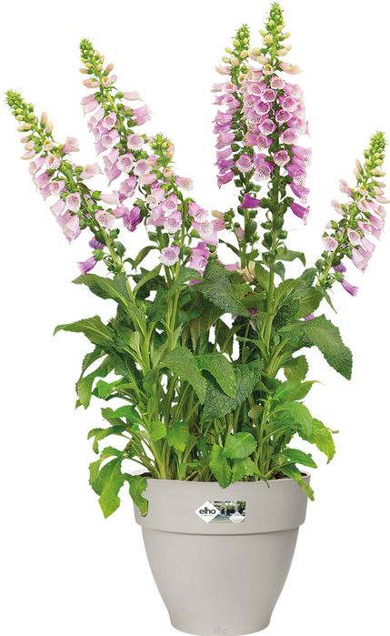 Produktbild Elho Vibia Campana (25 x 21 cm)