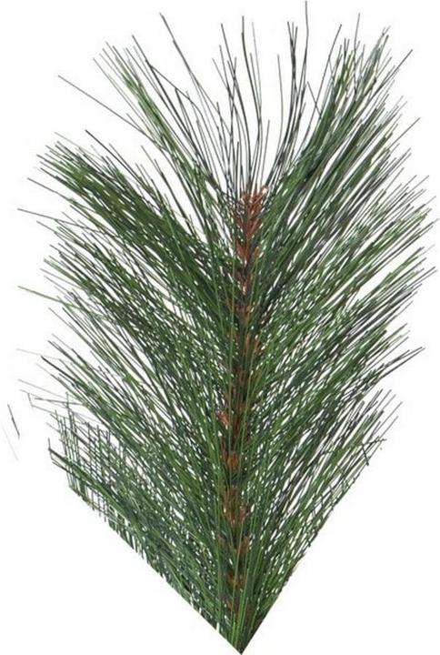 Immagine prodotto Star Trading Cembra (240 cm)