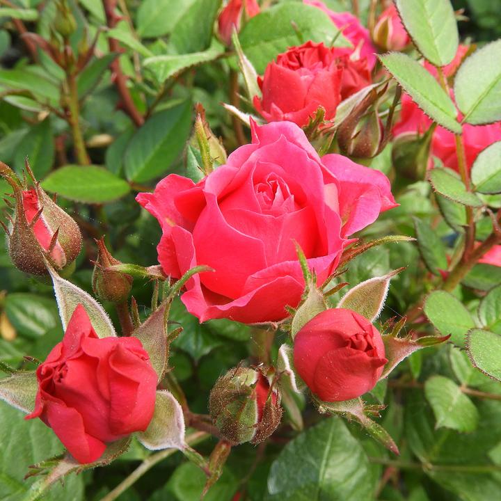 Produktbild Zulauf Floribundarose / Rosa 'Fuchsia Terrazza (70 cm)