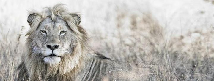 Immagine prodotto Eibert Visual Il leone in campo (57 x 150 cm)