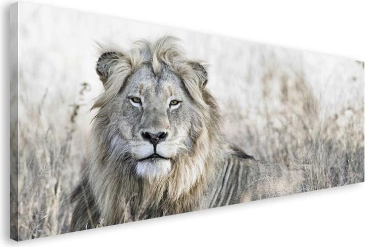 Eibert Visual Lion out in the field (57 x 150 cm)