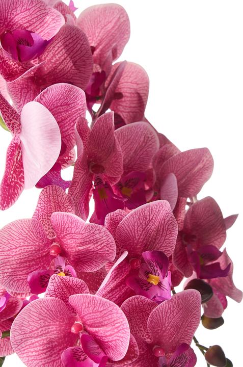 Immagine prodotto Beliani Orchid (65 cm)
