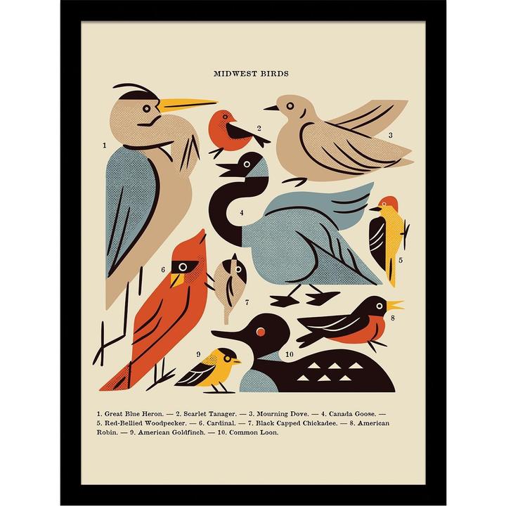 Produktbild Midwest Vögel Gerahmtes Poster (40 x 30 cm)