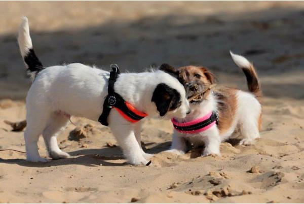Produktbild Tre Ponti Easy Fit Mesh Neon verstellbar pink 4 (XXL, Hund, Allgemein)