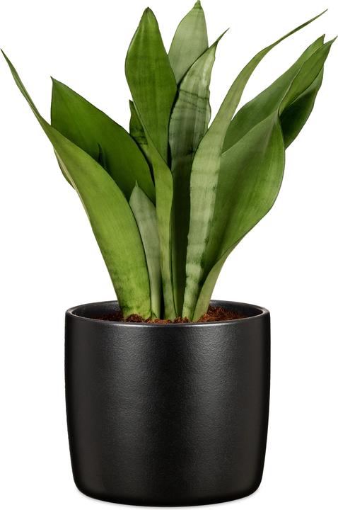 Produktbild Scheurich Blumentopf Ebano 16 cm, Schwarz (17.60 x 17.60 x 16 cm)