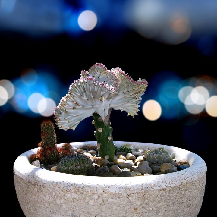 Produktbild Plant in a Box Euphorbia Lactea Cristata, Euphorbia Lactea Frankii - 2er Mischung Sukkulenten (25 cm)