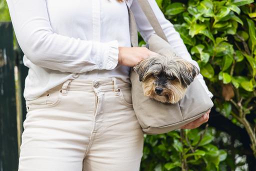Actual product image Designed by Lotte Carrier bag (Dog, Can be opened completely)