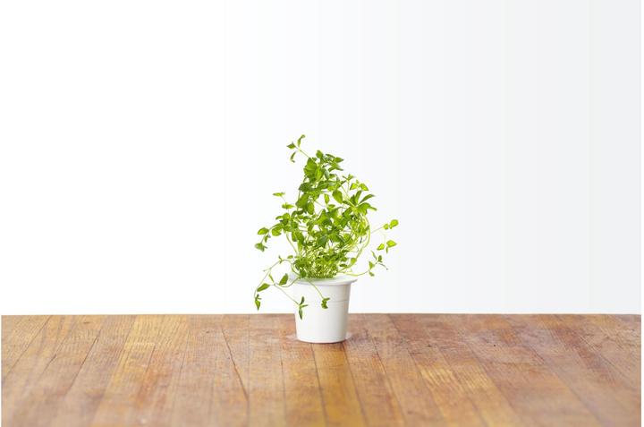 Produktbild Click and Grow Oregano (Kräutersamen)