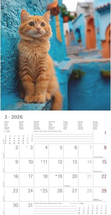 Image du produit Alpha Edition Katzen 2026 - Broschürenkalender 30x30 cm (30x60 geöffnet) - Kalender mit Platz für Notizen - Cats (30 x 30 cm, Couverture rigide, Allemand, Espagnol, Français, Néerlandais, Italien, Anglais)