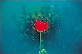 Actual product image Cokin A067 ring filter blue (67 mm, Colour filters)