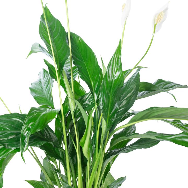 Actual product image Flowerbox Einblatt - Spathiphyllum (50 cm)