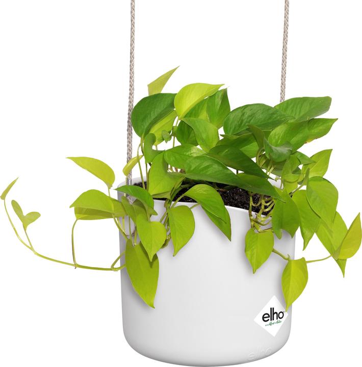 Produktbild Elho B.for Swing (18 x 170 cm)