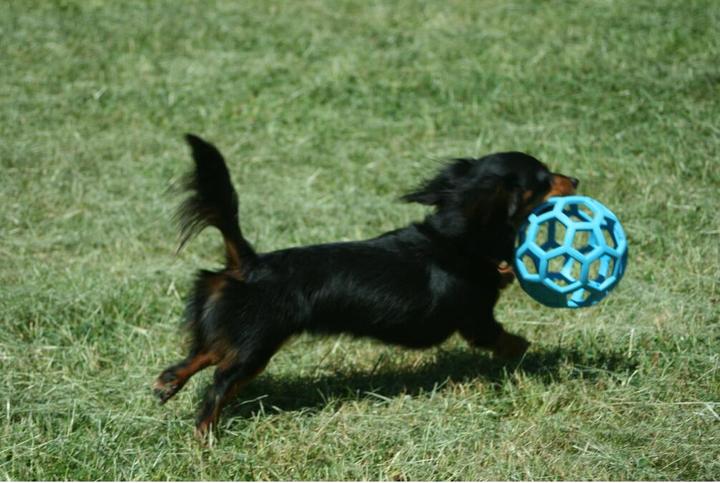 Image du produit JW Jouet pour chien Hol-ee Roller Jumbo, Ø 19 cm, Assorti (Jouet à mâcher pour chien)