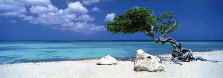Image du produit Heye Alexander von Humboldt : L'arbre Divi Divi (1000 pièces)