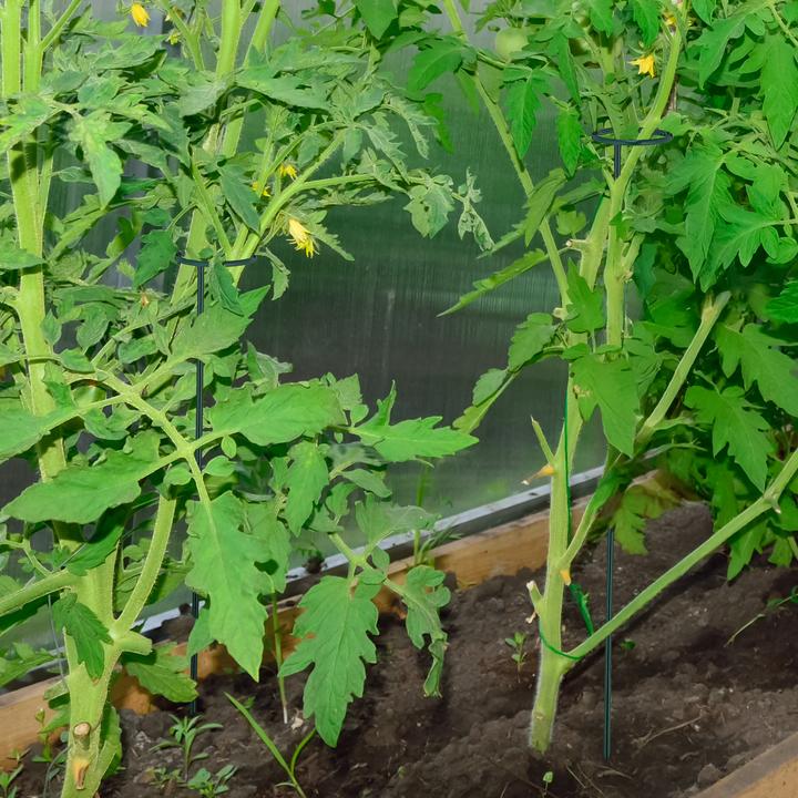 Actual product image Relaxdays 10x plant stakes (6 cm, 6 cm)